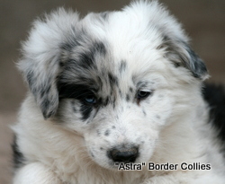 Blue Merle, male, rough coat, border collie puppy